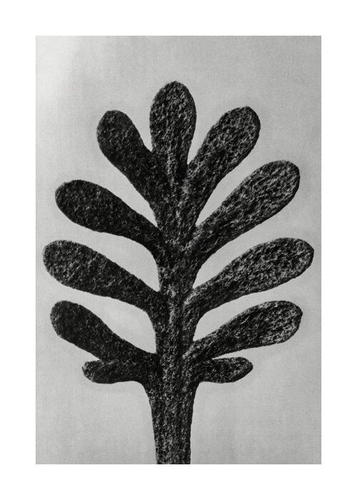 Vintage Botanical Study 1 Black and White Art Print - 50x70 - Matte