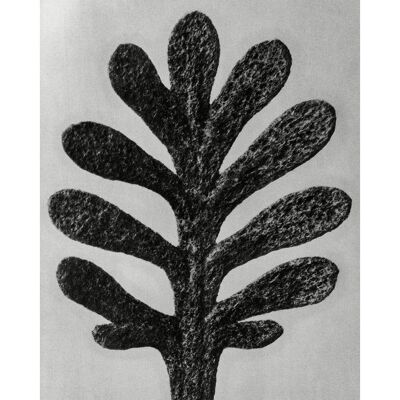 Vintage Botanical Study 1 impresión de arte blanco y negro - 50 x 70 - mate