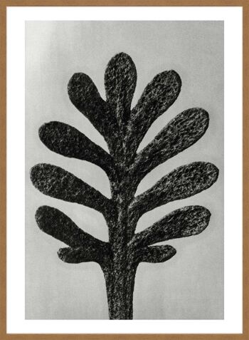 Vintage botanique étude 1 impression d'Art noir et blanc - 50 x 70 - mat 3