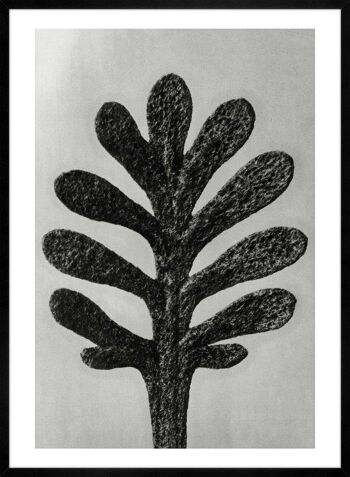 Vintage botanique étude 1 impression d'Art noir et blanc - 50 x 70 - mat 4