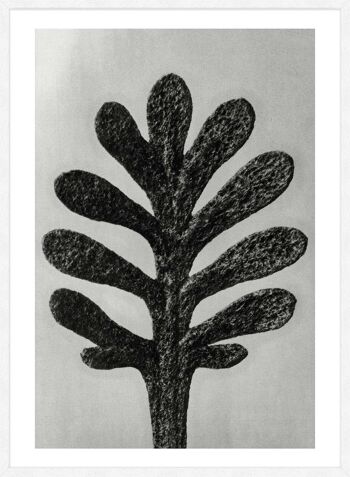 Vintage botanique étude 1 impression d'Art noir et blanc - 50 x 70 - mat 5