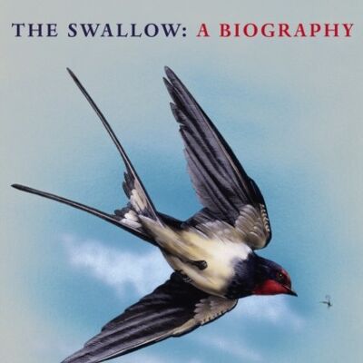 The Swallow by Stephen Moss