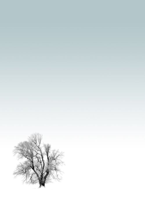 Tree Print - 50x70 - Matte
