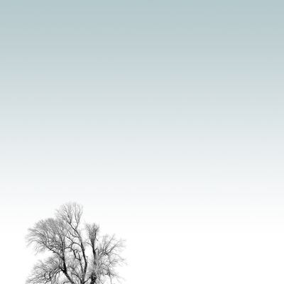 Tree Print - 50x70 - Matte