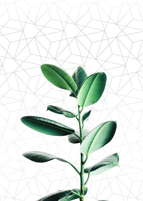 Plant Geometric Print - 50x70 - Matte