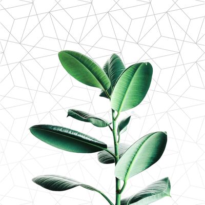 Stampa geometrica vegetale - 50x70 - Opaco