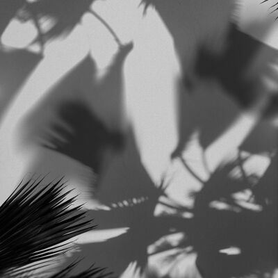 Palm Trees Shadow Print - 50x70 - Matte