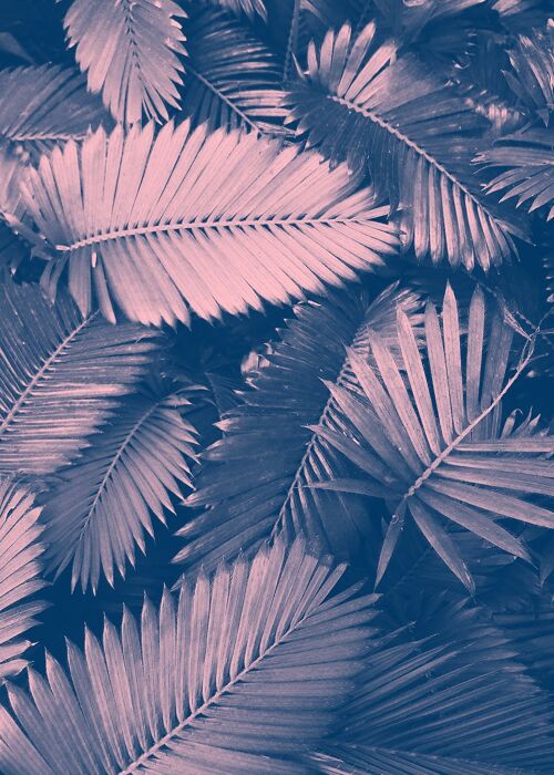 Foliage Pink and Blue Print - 50x70 - Matte