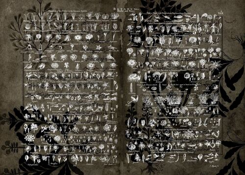 Vintage Botany Chart Dark Print - 50x70 - Matte