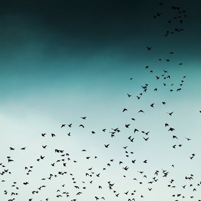 Birds In Flight Print - 50x70 - Matt