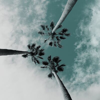 3 Palm Trees Perspective Print - 50x70 - Matte