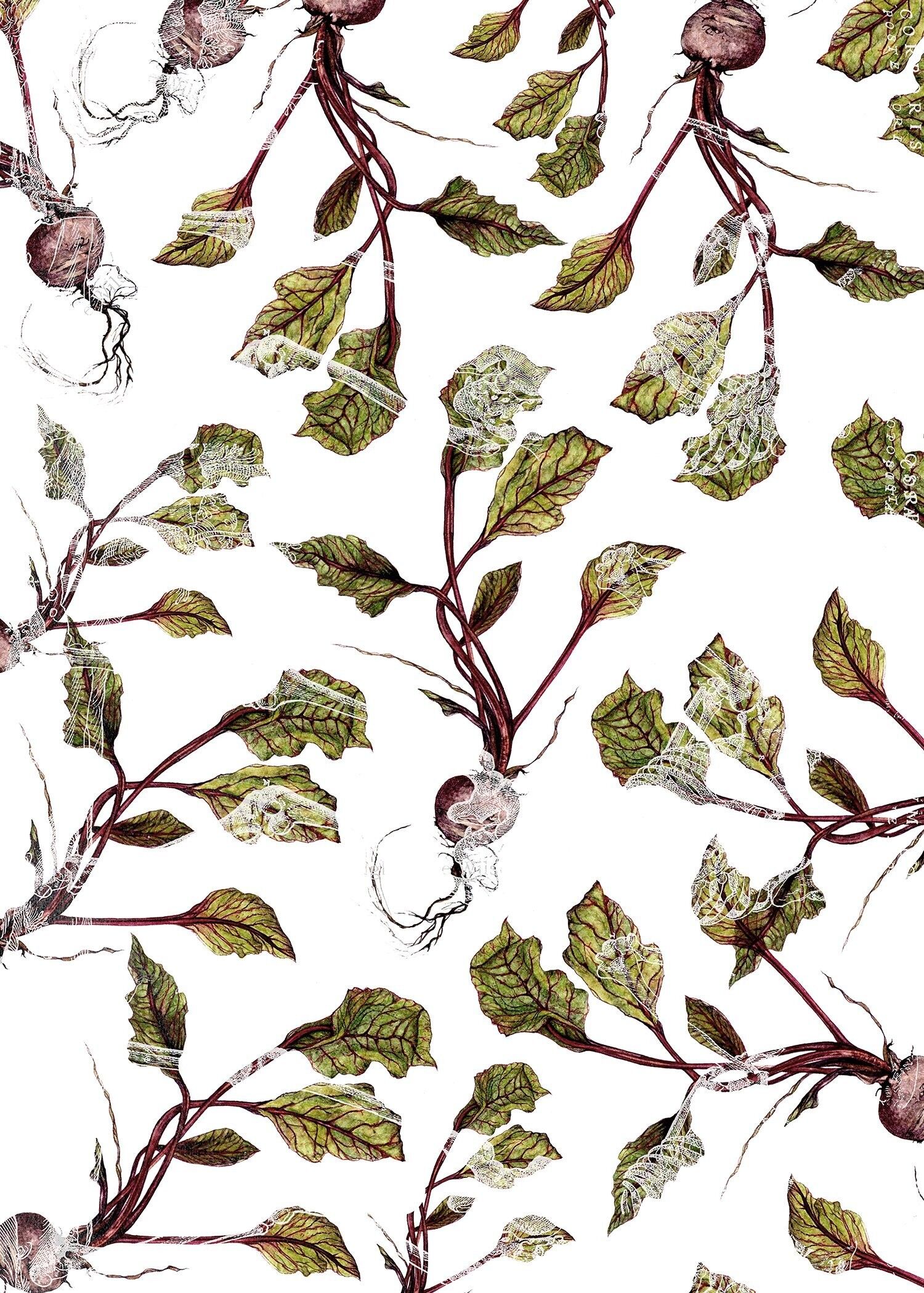 Stampa Botanica Barbabietola - 50x70 - Opaco