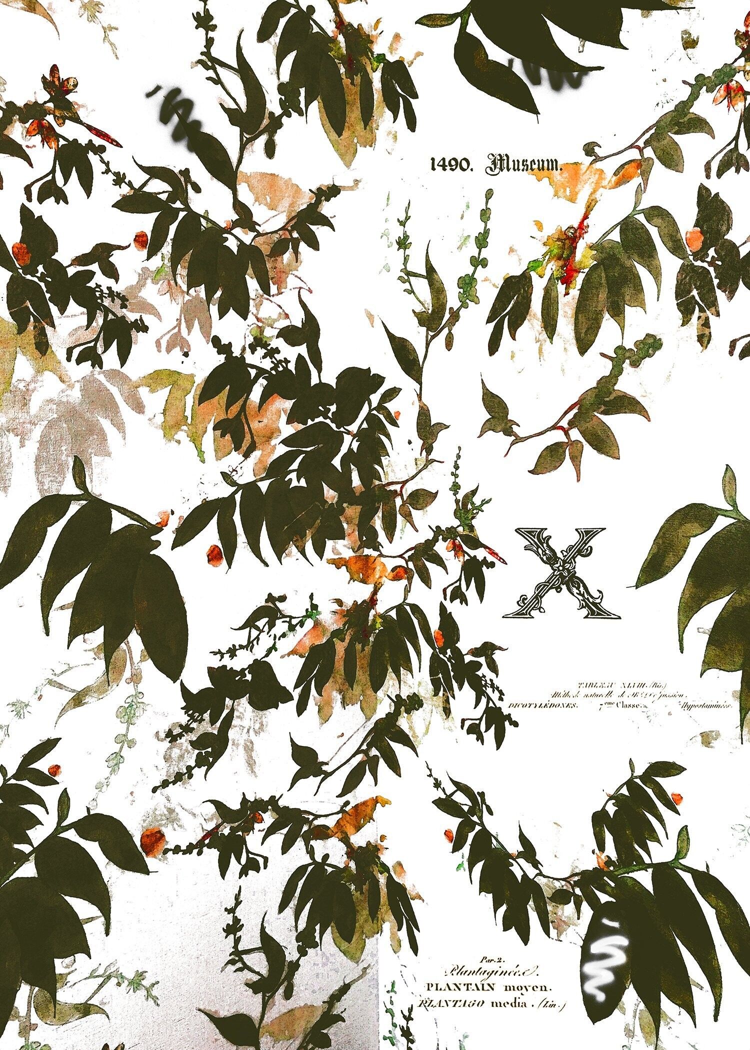 Stampa tipografica Vintage Leaves - 50x70 - Opaca