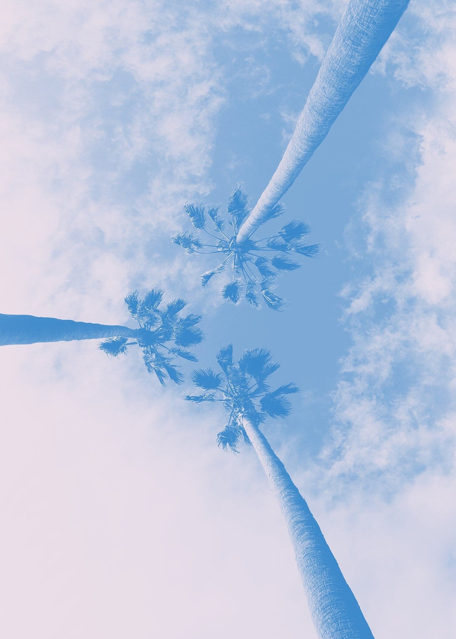 Stampa Palm Trees Pink Blend - 50x70 - Opaco