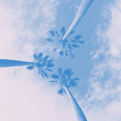 Palm Trees Pink Blend Print - 50x70 - Matte