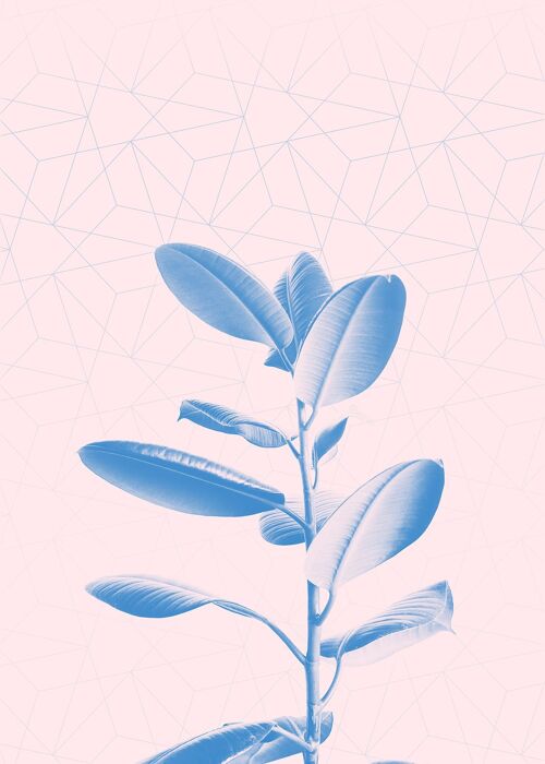 Plant Geometric Pink Blend Print - 50x70 - Matte