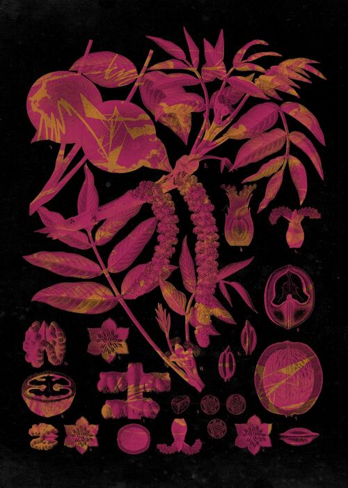 Vintage Walnut Botanical Black Print - 50x70 - Matte