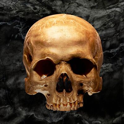 Gold Skull Marble Print - 50x70 - Matte