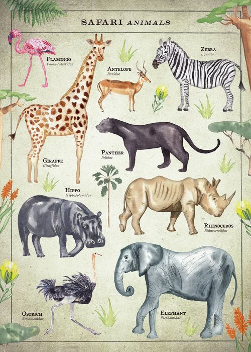 Vintage Style Safari Animals Chart Educational Print - 50x70 - Matte