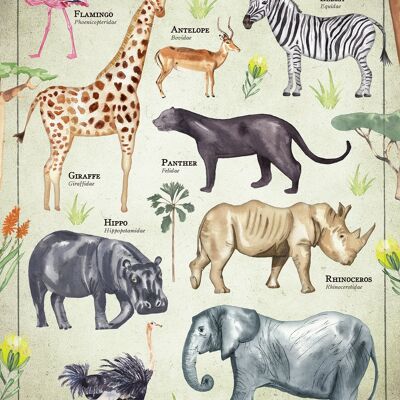 Vintage Style Safari Animals Chart Educational Print - 50x70 - Matte