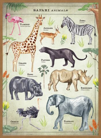 Tableau des animaux Safari de style vintage imprimé éducatif - 50 x 70 - mat 5