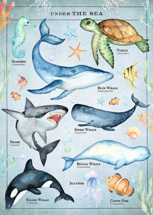 Vintage Style Sea Creatures Chart Educational Print - 50x70 - Matte