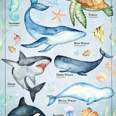 Vintage Style Sea Creatures Chart Educational Print - 50x70 - Matte