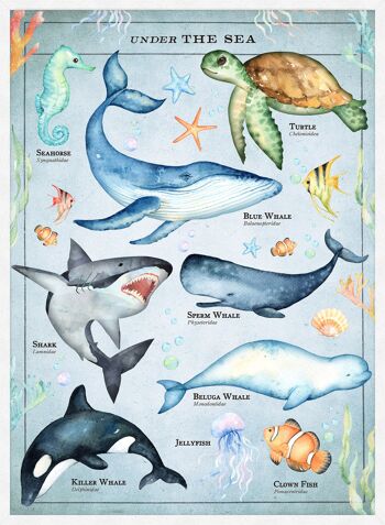 Tableau de créatures de la mer de style vintage imprimé éducatif - 50 x 70 - mat 4