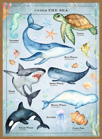 Tableau de créatures de la mer de style vintage imprimé éducatif - 50 x 70 - mat 5