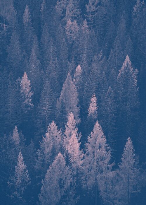 Forest Pink and Blue Print - 50x70 - Matte