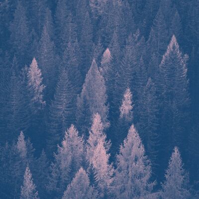 Forest Pink und Blue Print - 50x70 - Matt