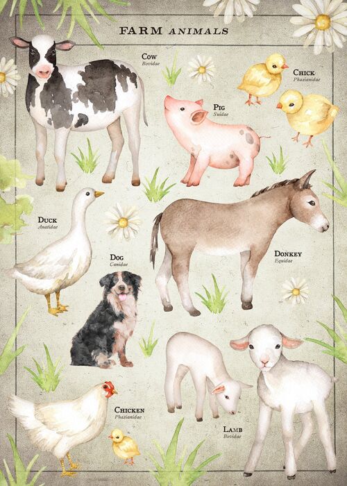 Vintage Style Farmyard Animals Chart Educational Print - 50x70 - Matte