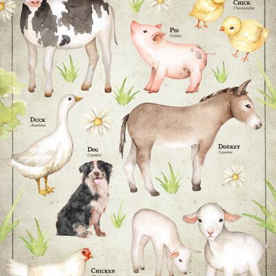 Gráfico educativo de animales de corral de estilo vintage - 50 x 70 - mate