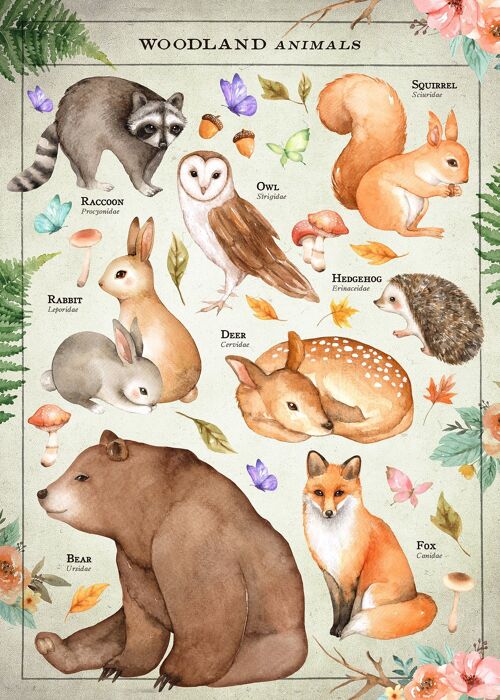 Vintage Style Woodland Animals Chart Educational Print - 50x70 - Matte