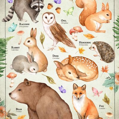Tableau des animaux de la forêt de style vintage imprimé éducatif - 50 x 70 - mat
