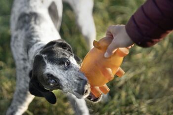 Jouet pour chien Rub Piggy Bank - L 7