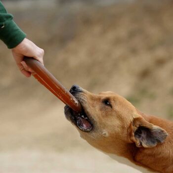 Jouet pour chien à morsure frottée 10