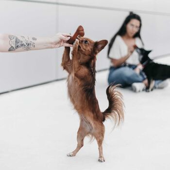 Jouet pour chien en os frotté 8