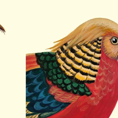 Faisán Dorado: Tarjeta Trump of the Bird World y sobre reciclado
