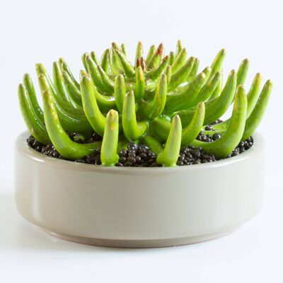 PLANTE CÉRAMIQUE CACTUS PIEUVRE