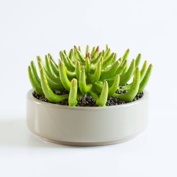 PLANTE CÉRAMIQUE CACTUS PIEUVRE 5