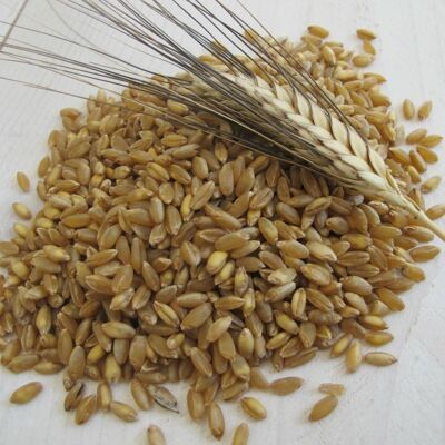 Durum Wheat Flour Antico Senatore Cappelli Organic - INTEGRAL - 1000gr