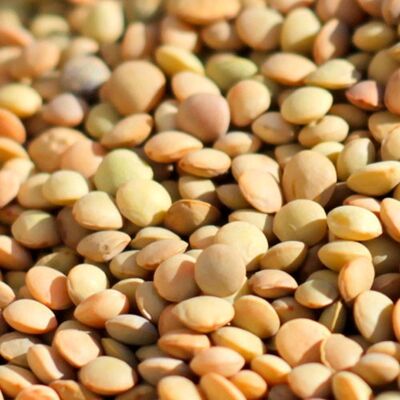 Organic Lentil - 400gr