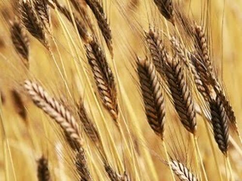 Son de blé gros biologique - La Milanaise