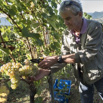 Casa Lucciola 2021, Vin Blanc Biologique, Verdicchio di Matelica DOC, 13,5% Vol, bouteille de 750 ml 4