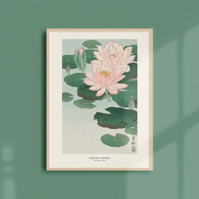 Poster 30x40 - Water lilies