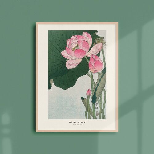 Affiche 30x40 - Fleurs de Lotus