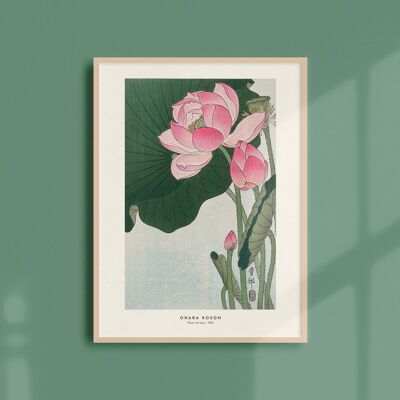 Poster 30x40 - Lotusblumen