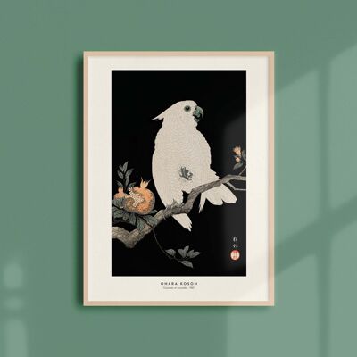 Poster 30x40 - Kakadu und Granatäpfel