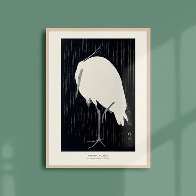 Poster 30x40 - Una garzetta sotto la pioggia